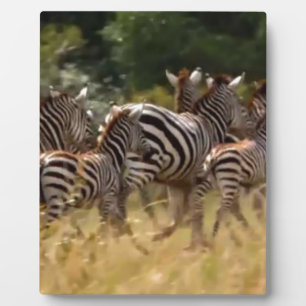 Plaque Photo Zèbres en mouvement : Un voyage de mille milles
