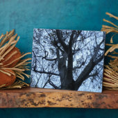 Plaque photographique en silhouette de l'arbre (Côté)