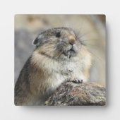 Plaque Pika Desktop (Devant)