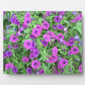 Plaque violette de Petunias (Devant)