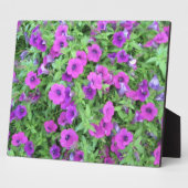 Plaque violette de Petunias (Côté)