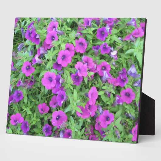 Plaque violette de Petunias (Côté)