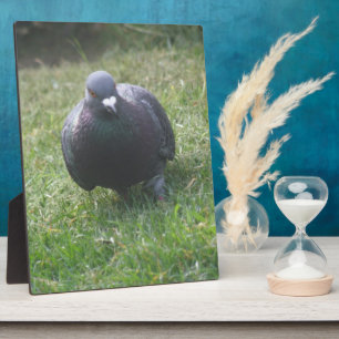 Plaquette met poserende duif fotoplaat
