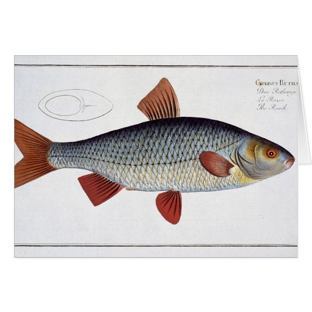 Plat II de gardon (Cyprinus Rutilis) de (Devant horizontal)