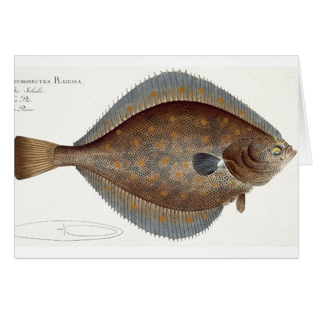 Plat XLII de plie (Pleuronectes Platessa) de 'IC (Devant horizontal)