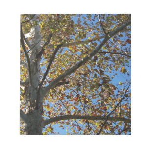 Plataan in de herfst tegen een blauwe lucht notitieblok