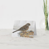 Plate-forme Sparrow et Silver - Carte blanche (Devant)