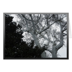 Plateaux d'arbre noir et blanc
