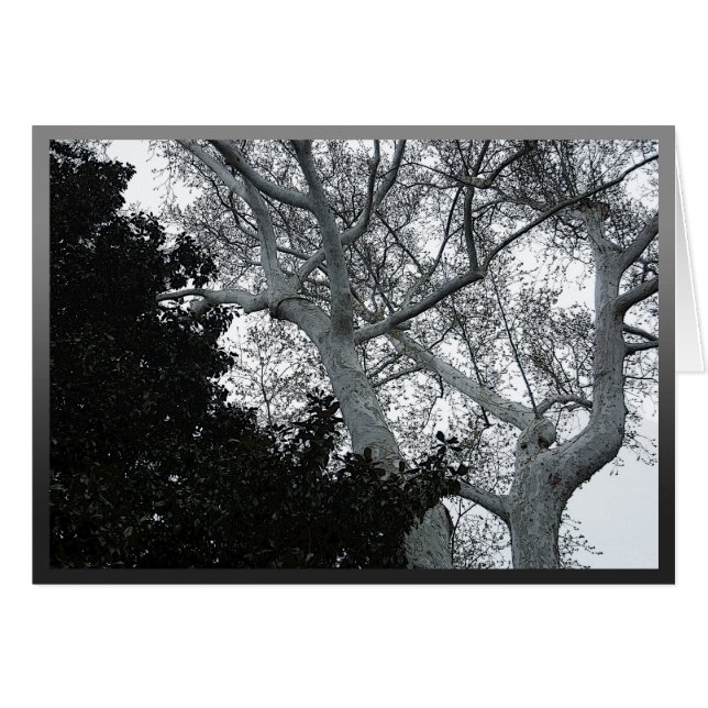 Plateaux d'arbre noir et blanc (Devant horizontal)