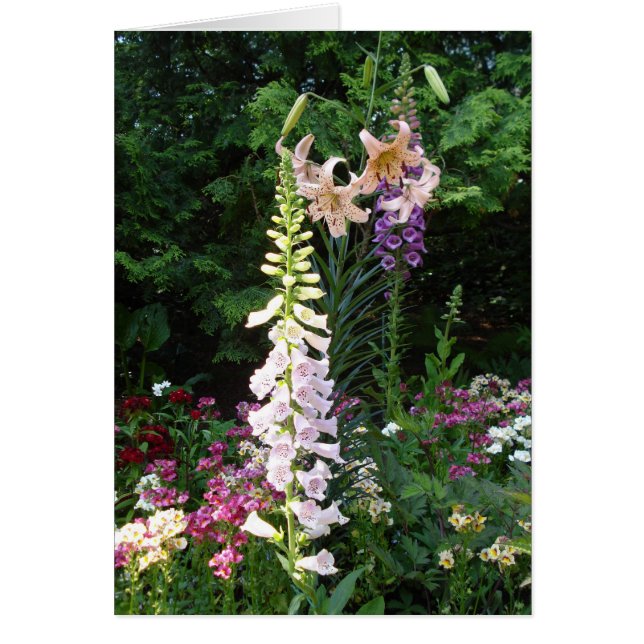 Platen in Bloom (Voorkant)