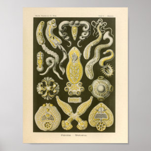  platformen kleur Ernst Haeckel Art afdrukken Poster
