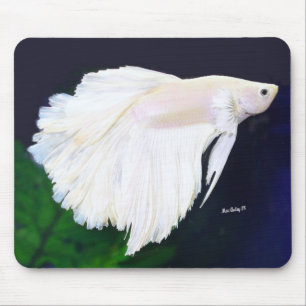 Platinum Betta fish Muismat