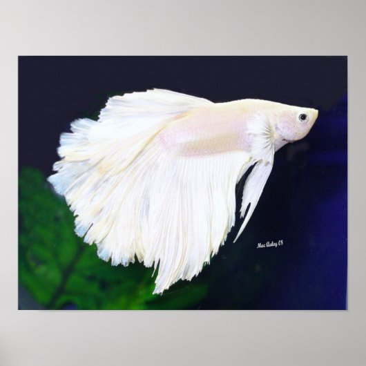 Platinum Betta fish poster (Voorkant)