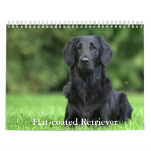 Platte-coated Retriever Calendar Kalender