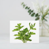 Platte peterselie briefkaart (Staand voorkant)