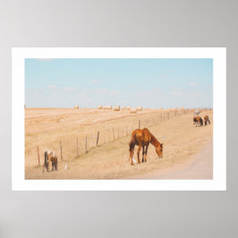 Plattelandslandschap Wilde Paarden Vallen Poster