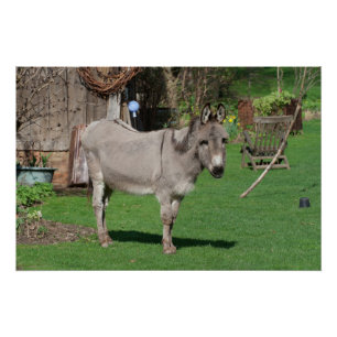 Plattelandsleven met Donkey Perfect Poster