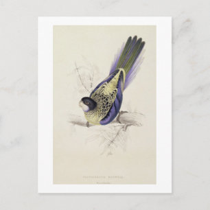 Platycercus Brownii, of bruinkeet (Bord 2) Briefkaart