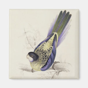 Platycercus Brownii, of bruinkeet (Bord 2) Magneet