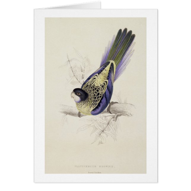 Platycercus Brownii, ou Parrakeet de Brown (plat 2 (Devant)