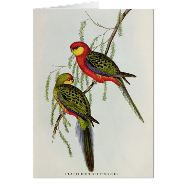 Platycercus Icterotis (Voorkant)