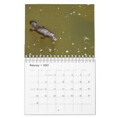 PLATYPUS AUSTRALIË KALENDER (Feb 2027)