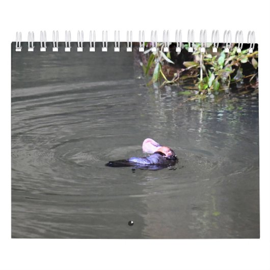 PLATYPUS AUSTRALIË KALENDER (Hoes)