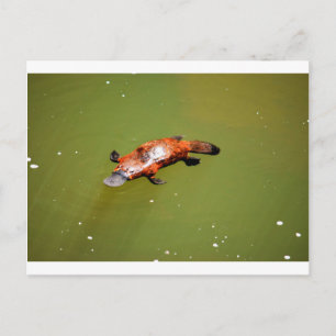 PLATYPUS EUNGELLA NATIONAAL PARK AUSTRALIË BRIEFKAART