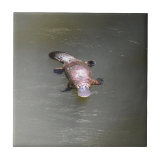 PLATYPUS EUNGELLA NATIONAAL PARK AUSTRALIË TEGELTJE