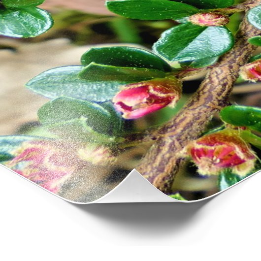 Plavialis Foto Afdruk (Hoek)