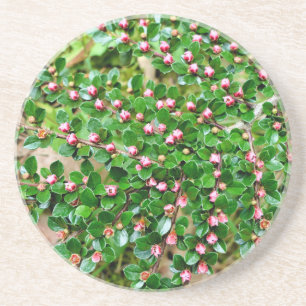 Plavialis Zandsteen Onderzetter