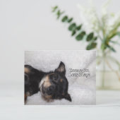 Play chihuahua Carte postale (Debout devant)