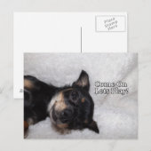 Play chihuahua Carte postale (Devant / Derrière)