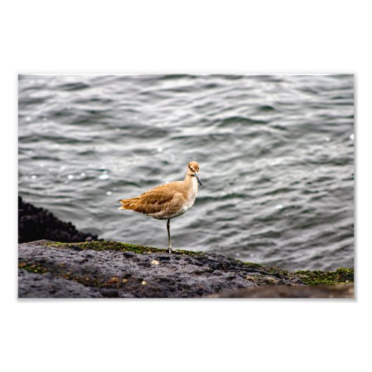 Playa Del Rey Foto Afdruk (Voorkant)