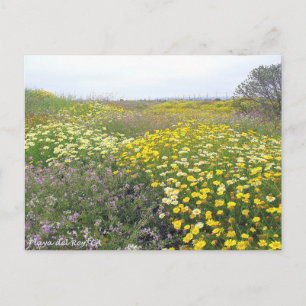 Playa del Rey Wildbloemen - Mike Izzo Briefkaart
