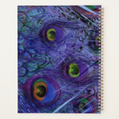 Playeur Peacock Bleu (Dos)