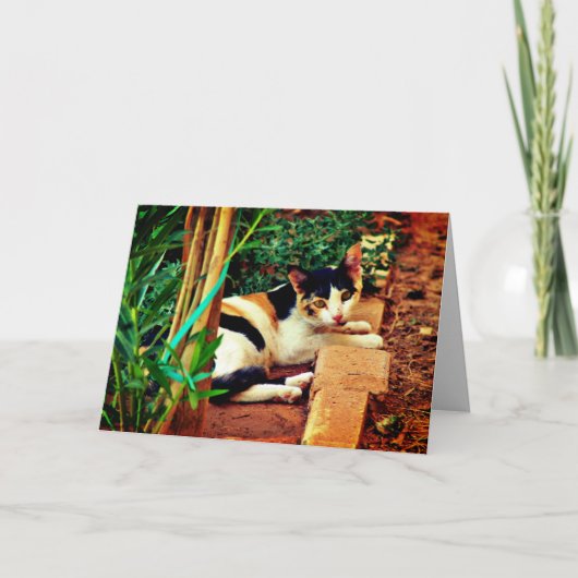 Pleasant Cat Kaart (Voorkant)