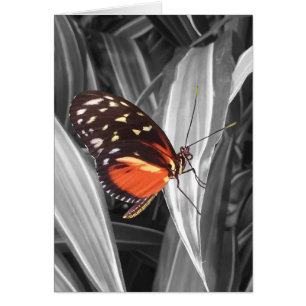 Pleasantville Butterfly - 5-inch x 7-inch Art Kaar