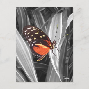 Pleasantville Butterfly - Briefkaart