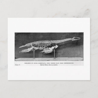 Plesiosaur briefkaart