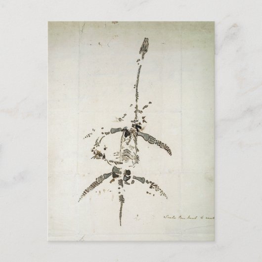 Plesiosaurus dolichodeirus briefkaart (Voorkant)