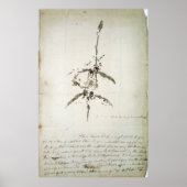 Plesiosaurus dolichodeirus poster (Voorkant)