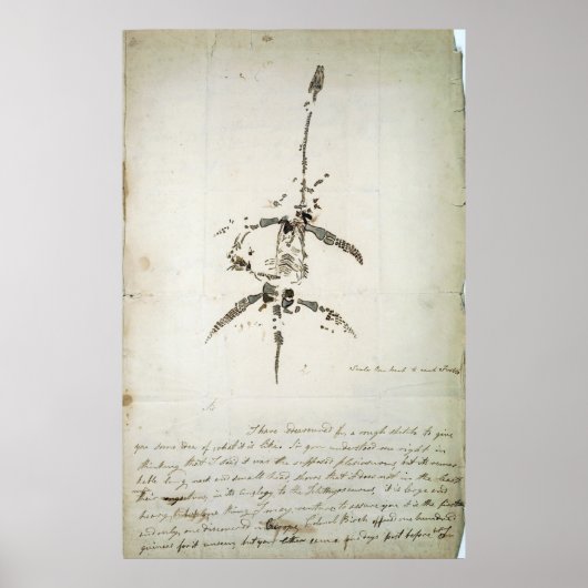 Plesiosaurus dolichodeirus poster (Voorkant)