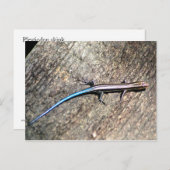 Plestiodon skink briefkaart (Voorkant / Achterkant)