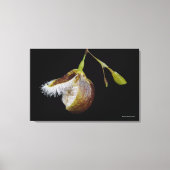 Pleurothallis Cypripedioides Canvas Afdruk (Voorkant)