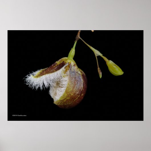 Pleurothallis Cypripedioides Poster (Voorkant)