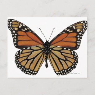 Plexippus Danaus Butterfly Briefkaart
