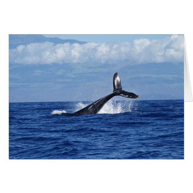 Plongée baleine en Océan, Fluke, Sortir de l'eau (Devant horizontal)