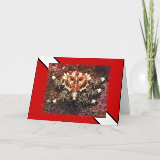 Plongée sous-marine Crabe du coeur - Carte (Devant)