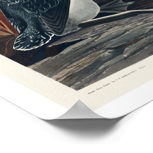 Plongeur à gorge rouge par Audubon Poster (Coin)